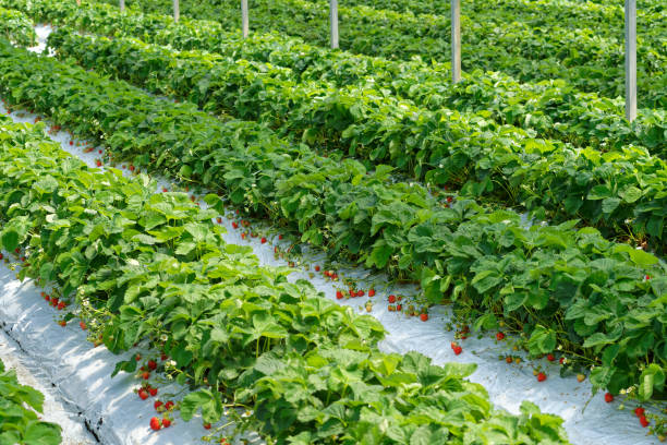 istock fresh strawberries in greenhouse 1399657847