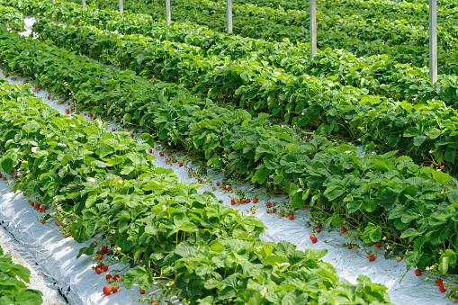 fresh strawberries in greenhouse