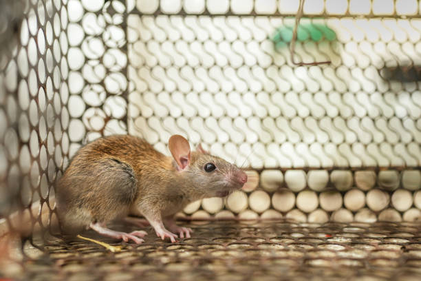 istock Scared Little Mouse mouse getting caught In Metal Mousetrap. 1399658483