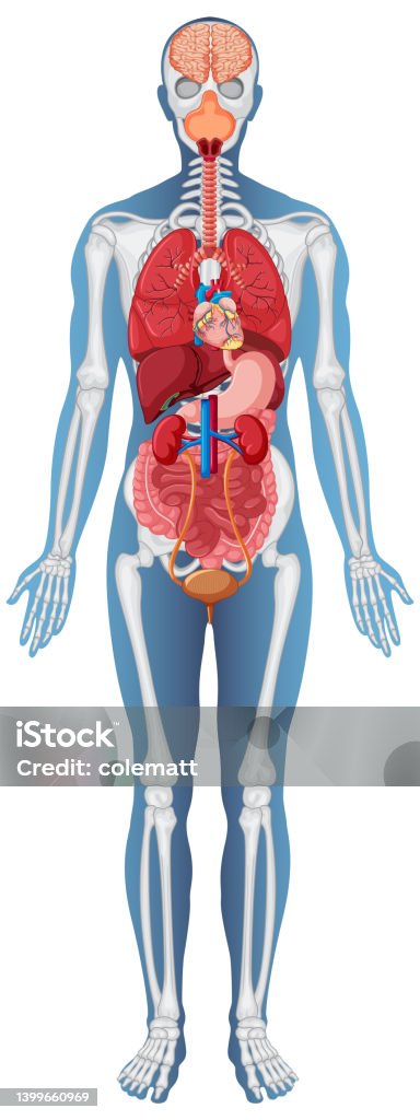 Anatominen rakenne ihmiskeho - Rojaltivapaa avainsanalla Anatomia ja tyyppiä kuvapankin vektori Anatominen rakenne ihmiskeho - Rojaltivapaa avainsanalla Anatomia ja tyyppiä kuvapankin vektori