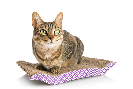 Cute tabby cat playing with his cat scratch pad.
