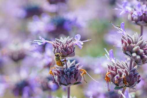 Red flower with bee