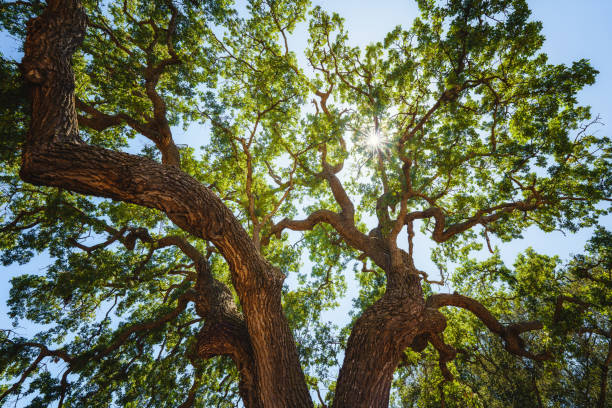 majestuoso roble verde en un prado y sol brillante - oak tree fotografías e imágenes de stock