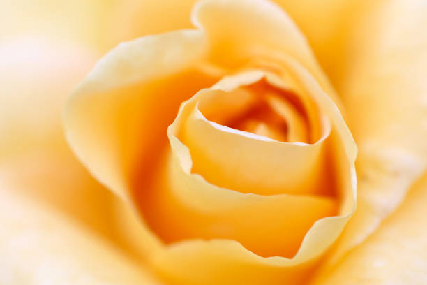 Pastel cream orange rose flower petal texture, macro close up image photography. stock photo