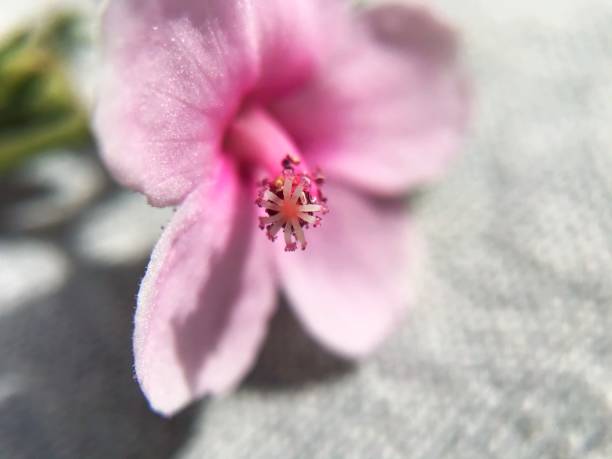 istock macro pink flower petals from plants 1399668093