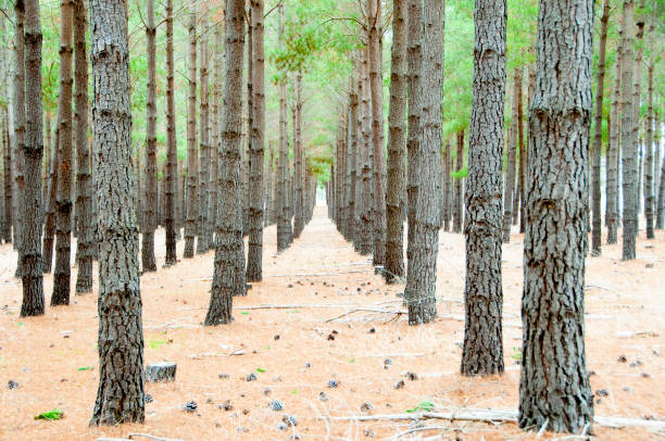 Radiata Pine Plantation - South Australia