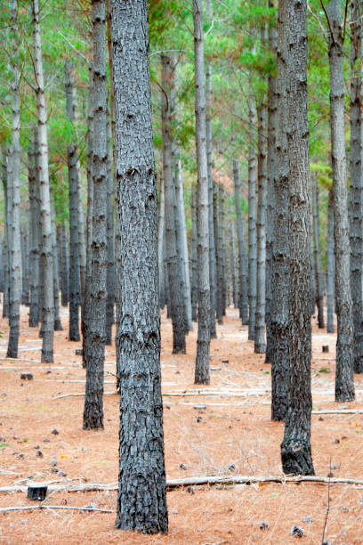 Radiata Pine Plantation - South Australia