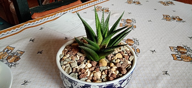 Aloe is in the toilet bowl for interior use