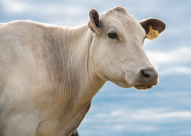 A beef cow relaxes on a warm summer evening.