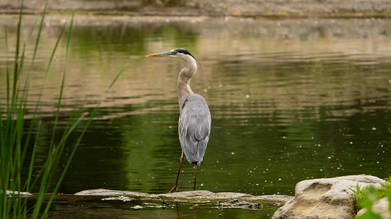 Great blue heron near a pond