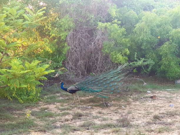 istock Peacock in natural habitat 1399677416