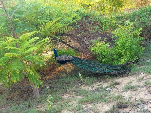 istock Peacock in natural habitat 1399677491