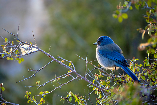 A young bluebird sits perched on a branch in the early morning light of the Grand Canyon.