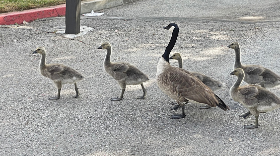 A goose family walking down the street.   Five goslings with a mother goose.