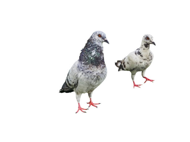 istock Big and small pigeons stand together on white. 1399678414