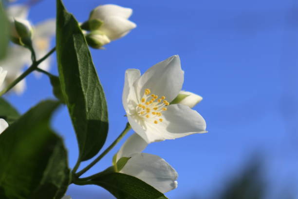 istock Mock Orange flower closeup 1399679254