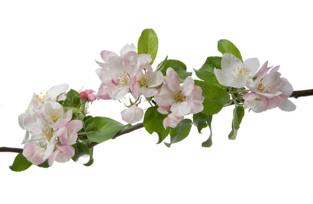 istock White apple flowers branch isolated on white background 1399680581