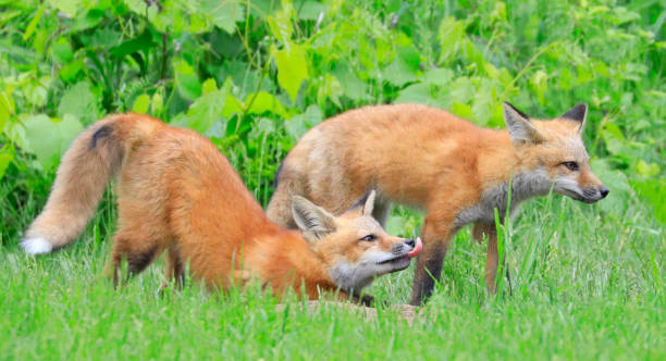 istock Young red foxes playing in the grass with green foreground and background 1399681771