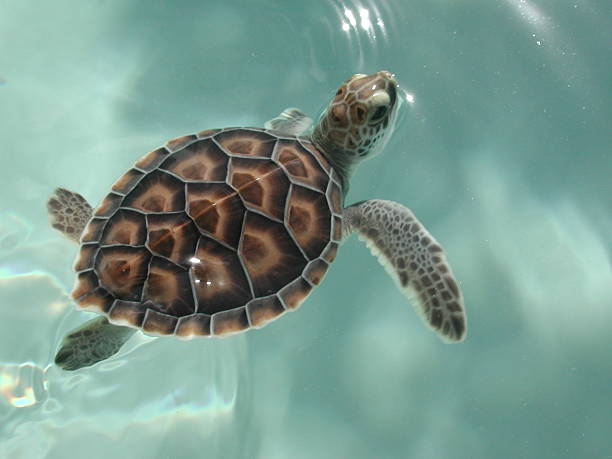 Baby sea turtle swimming stock photo