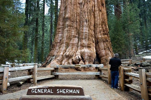 Giant Sequoia tree and landmark dedicated to General Sherman stock photo