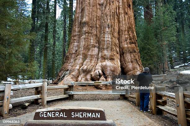 Sequoia Gigante - Fotografias de stock e mais imagens de Pessoas - Pessoas, Raiz, Sequoia-sempre-verde