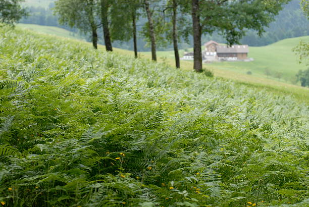 Forest dominated agricultural landscape in Switzerland