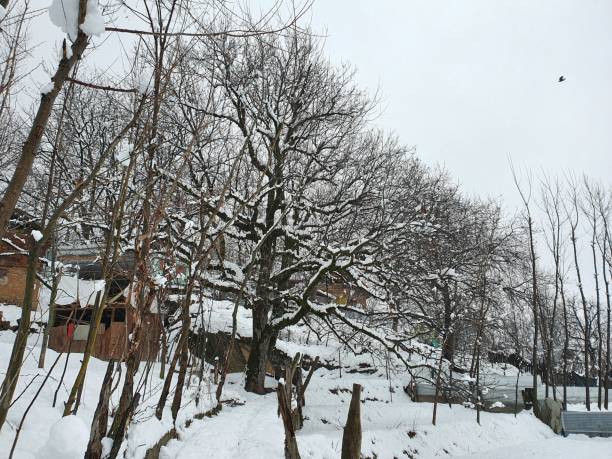 istock Trees huge touches sky in winters. 1399685690