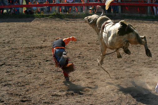 Bull rider comes off before eight seconds.See like images here...