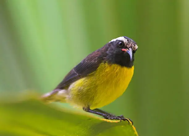 Bananaquit bird perched on cactus