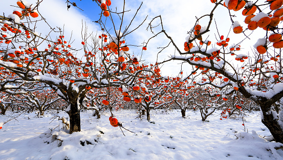 The snow scene of the red ripe persimmon orchard with white snow.