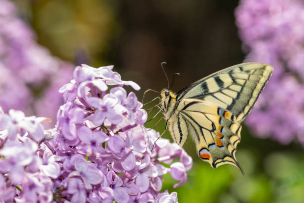 istock Scarce swallowtail (Iphiclides podalirius) butterfly macro shot on a plant drinking nectar. Close up look. 1399686799