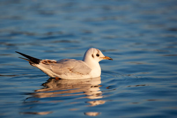 istock Black Headed Gull flying across a pond in London 1399687700