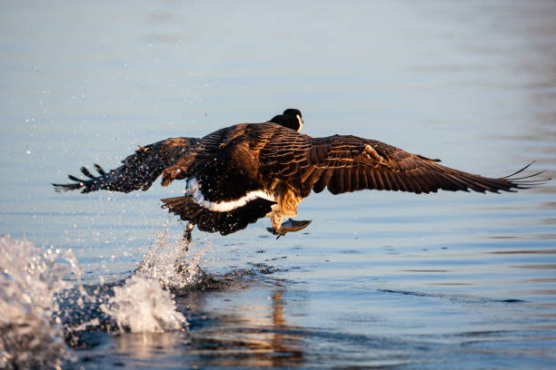 istock Canada Goose running on water as it takes off 1399687786