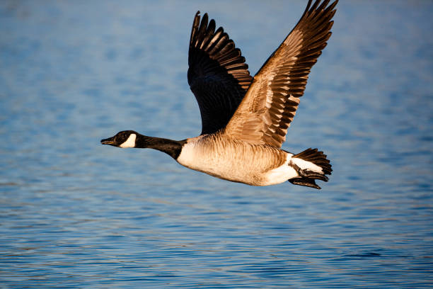 istock Canada Goose running on water as it takes off 1399687806