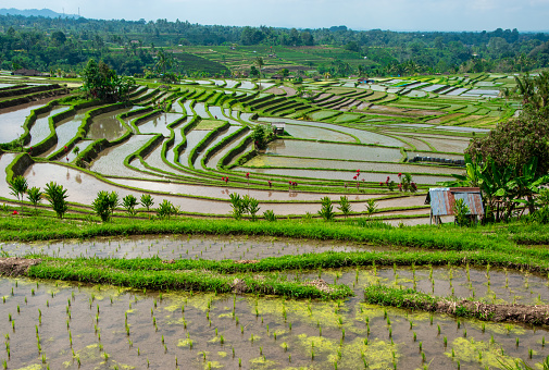 Rice culture -  Bali