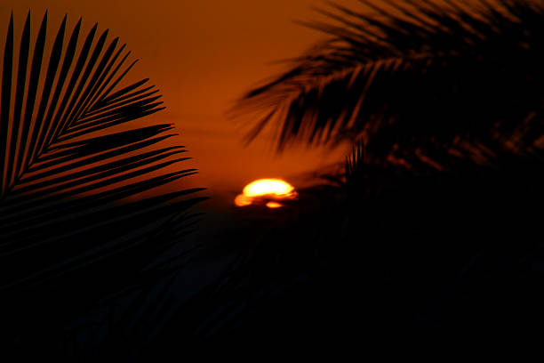 sunset with palm leafs stock photo