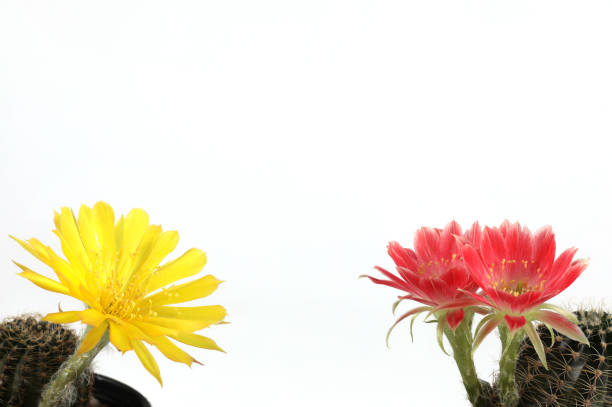 istock Potted cactus with red and yellow flowers isolated on white background with copy space. 1399689157