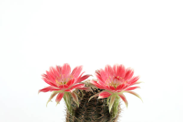 istock Cactus with red flowers isolated on white background with copy space. 1399689158