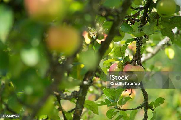 Apple Valleyminnesota Stockfoto und mehr Bilder von Apfel - Apfel, Apfelbaum, Baum