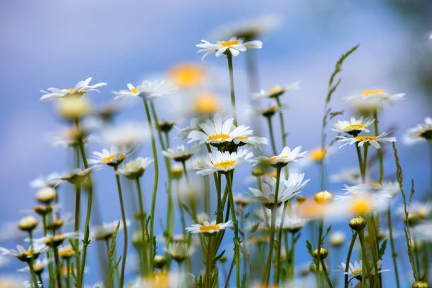 青い空を背景にした牧草地の白いデイジーの花のクローズアップ。ぼやけた背景。野生。底面図 - wildflower spring close up daisy ストックフォトと画像