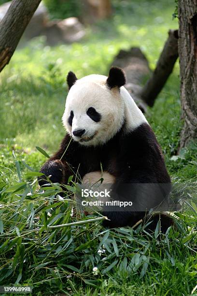 Photo libre de droit de Panda Géant banque d'images et plus d'images libres de droit de Bambou - Bambou, Cadrage en pied, Chine