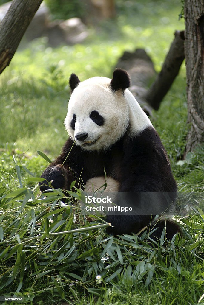Большая панда - Стоковые фото Бамбук роялти-фри