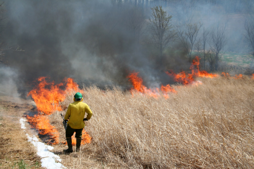 A wildland fire fighter over seeing a controlled burn in progress.