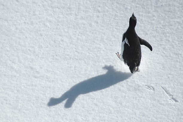 Running adelie penguin with free space for text