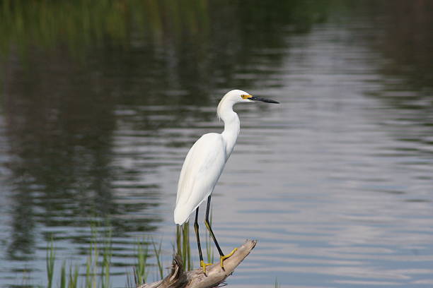 istock Snowy Egret by the Indian River 139969061