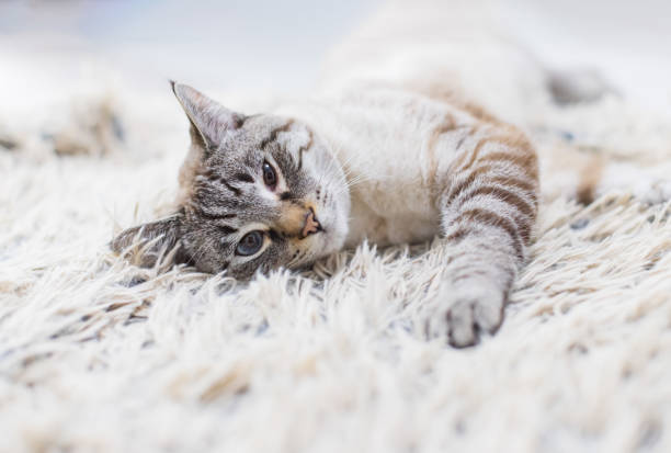 istock Cream colored lynx point cat is relaxing on a fluffy blanket at home 1399690626