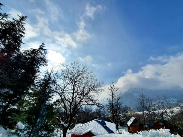 istock Trees huge touches sky in winters. 1399691267