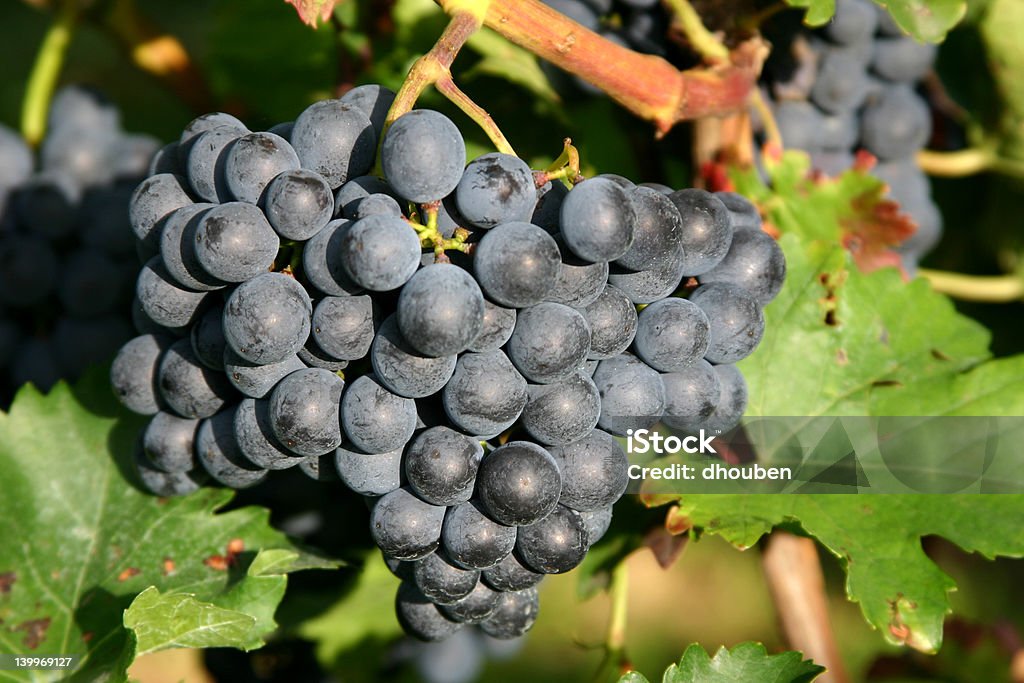 Dans un vignoble - Photo de Agriculture libre de droits