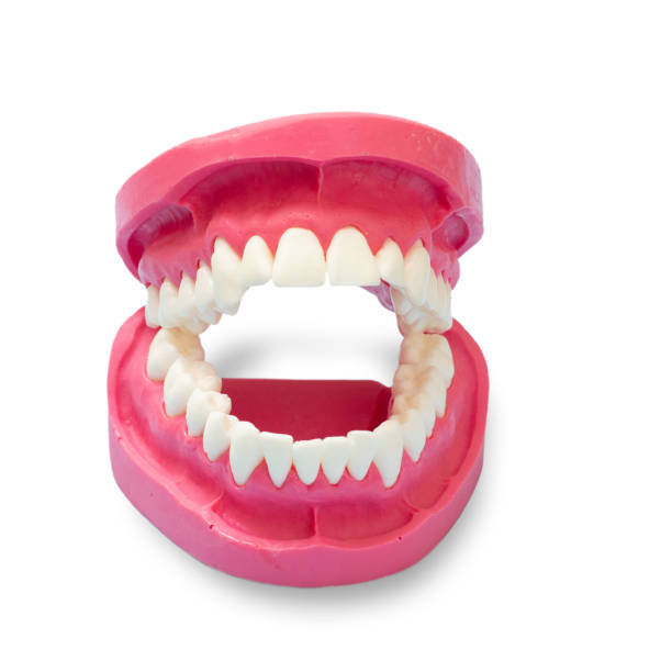 istock Layout of the human jaw on the white background. 1399691527