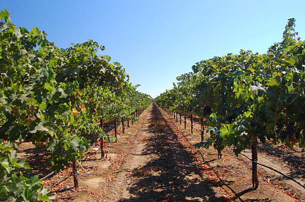 istock A photo of a grape vineyard on a sunny day 139969206